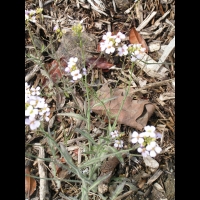 Cardaminopsis arenosa subsp Borbasii (fam Brassicacees) (Europe centrale) (4)